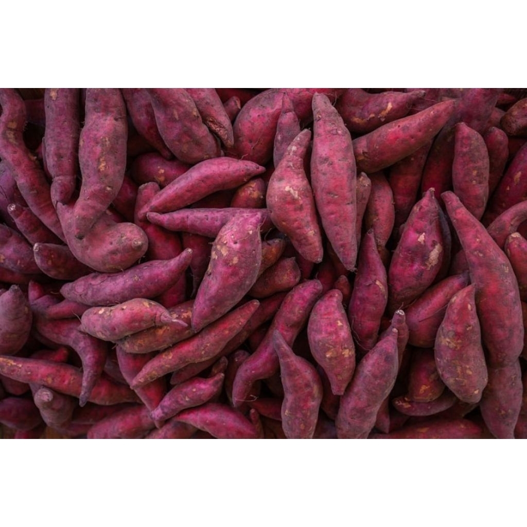 

UBI UNGU TO 1kg, Manis, Murah berkualitas.