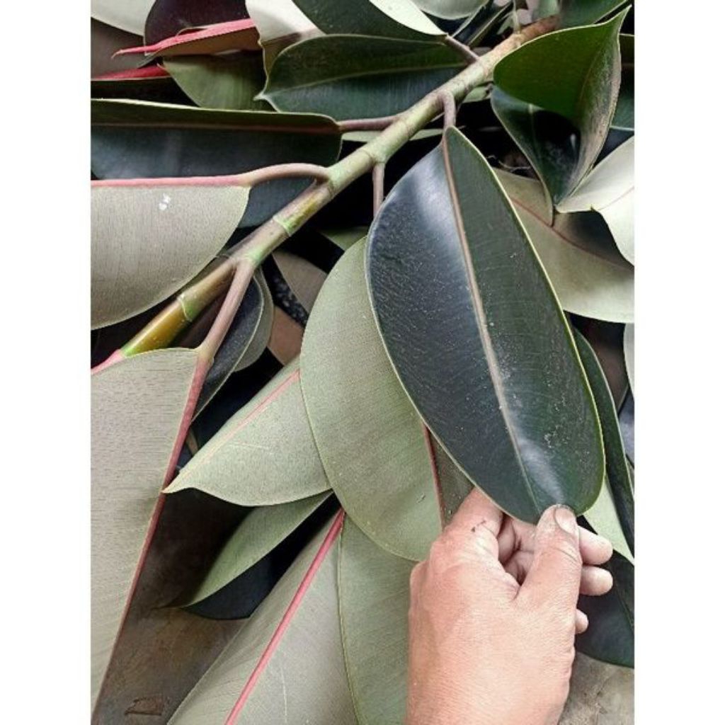 

daun karet kebo herbal 15 lembar | murah meriah | produk berkualitas