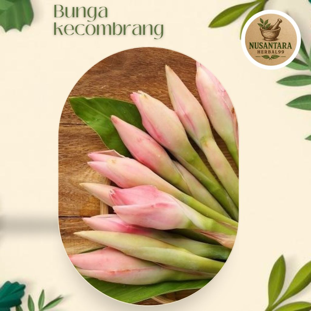 

Bunga Kecombrang Merah Segar Bisa COD!