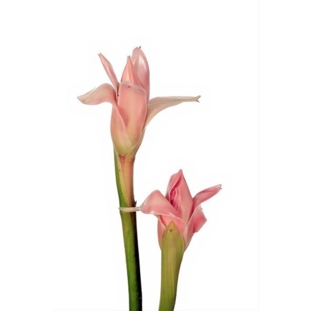 

Bunga Kecombrang/Rombeh per pcs Segar Termurah