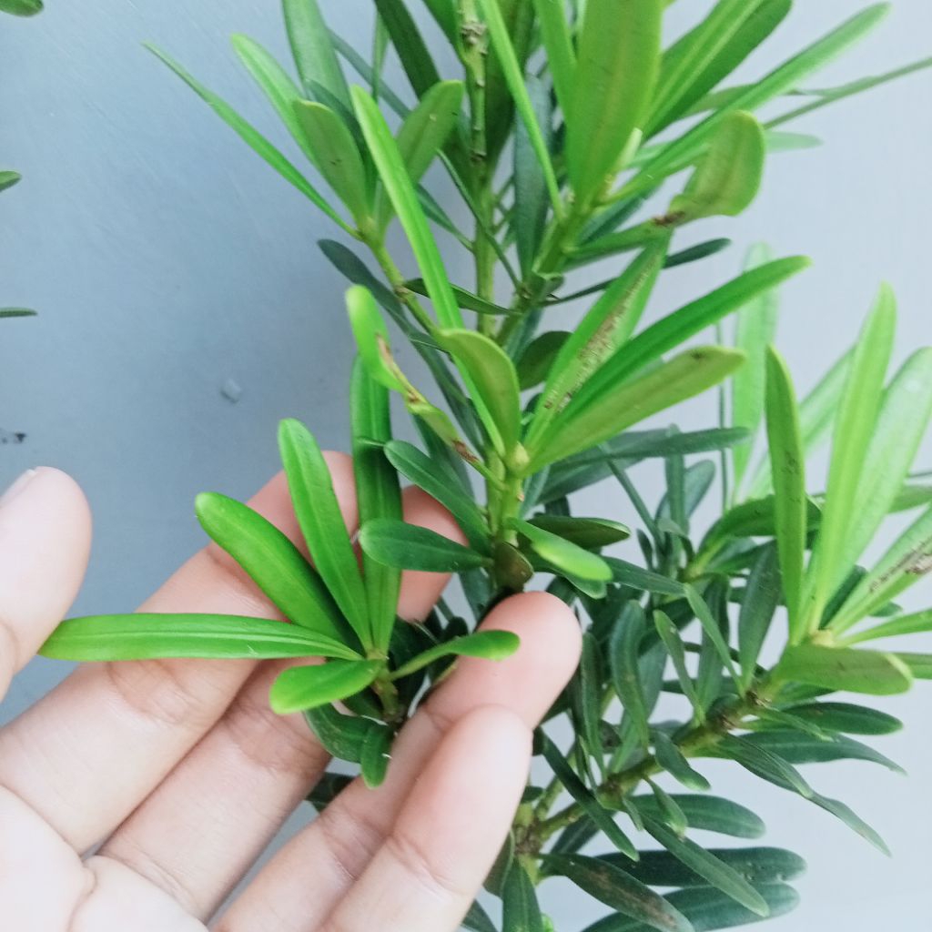 Bibit Bonsai Lohansung Mawar