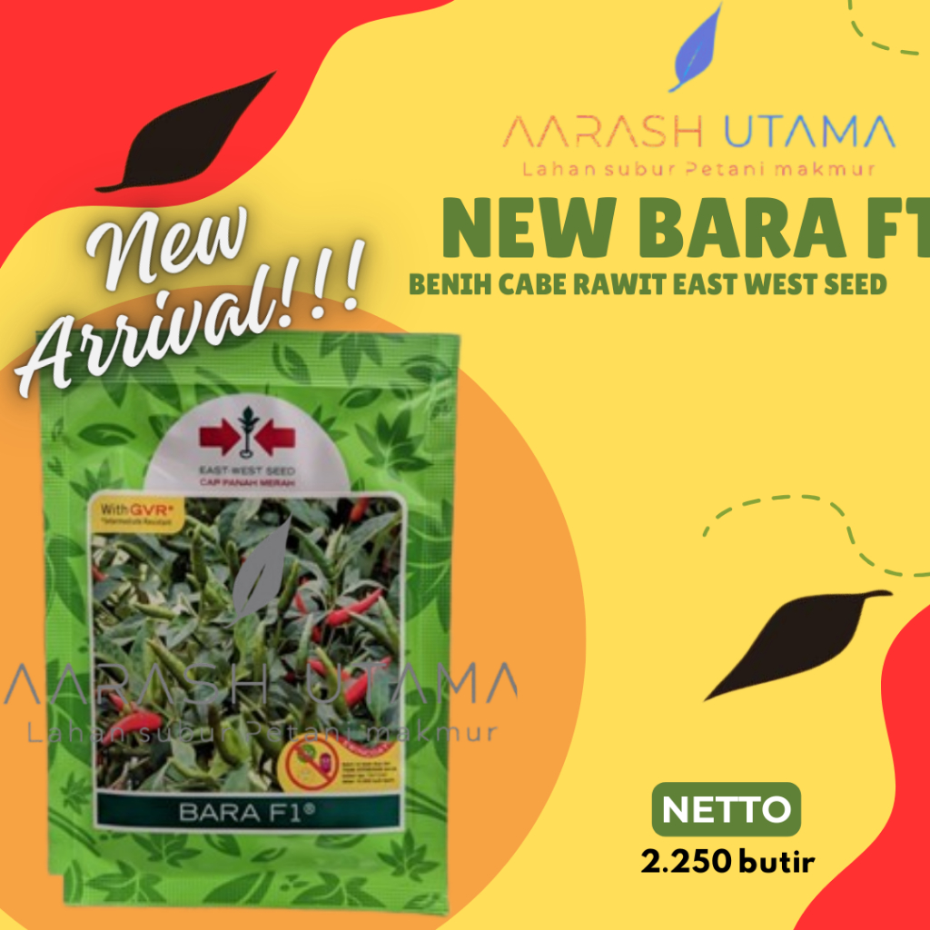 BENIH CABE RAWIT BARA F1 NEW ARRIVAL CAP PANAH MERAH 2.250 BUTIR