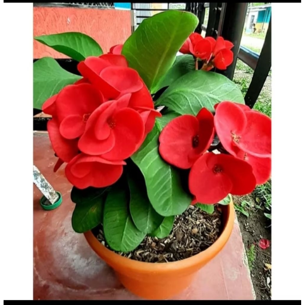 Tanaman hias euforbia - bunga euforbia merah