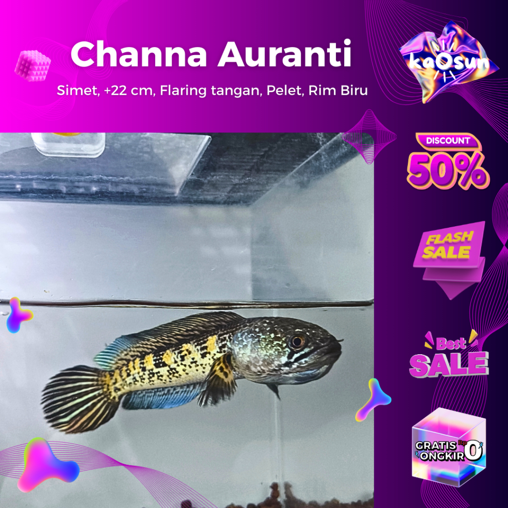 Ikan Channa Auranti WC Dorpol 25 cm, Flaring Tangan, Single Tank, Bar Simetris, Bar Orange