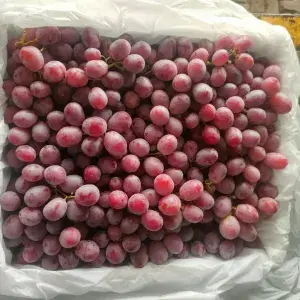 

Anggur merah australi 1kg