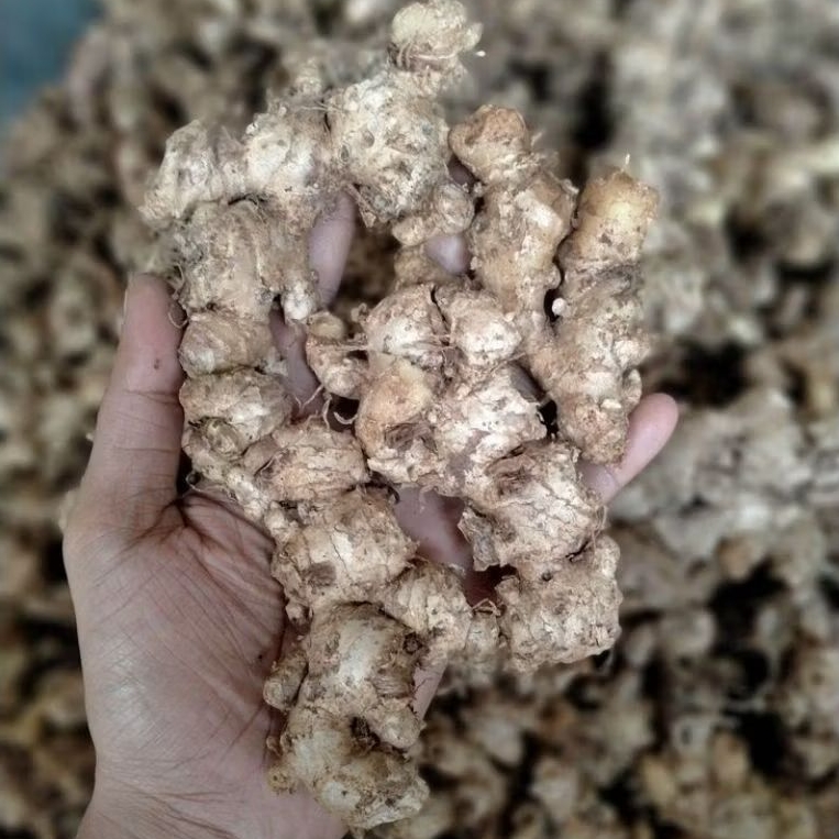 

siap kirim sudah bersih jahe mprit segar 1 kg