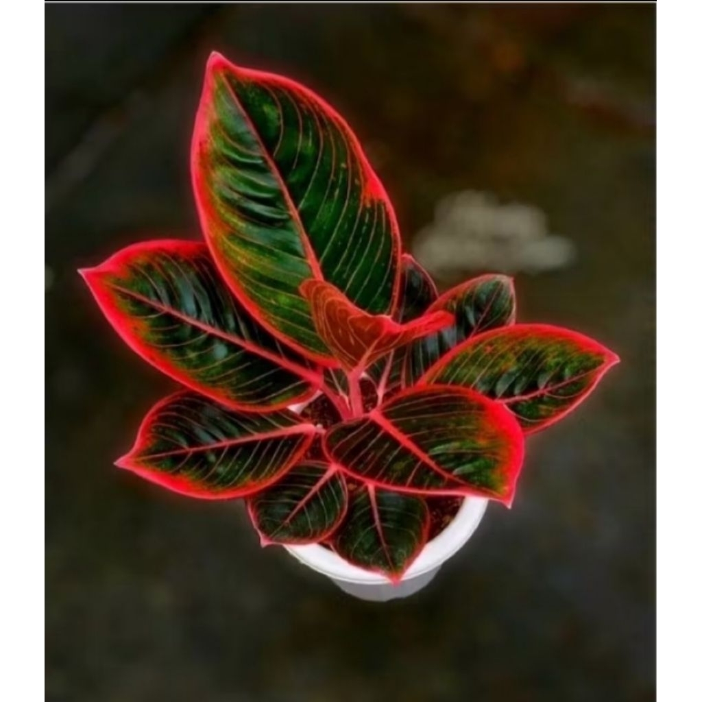 Bibit  anakan aglonema khanza - tanaman hias aglonema khanza murah