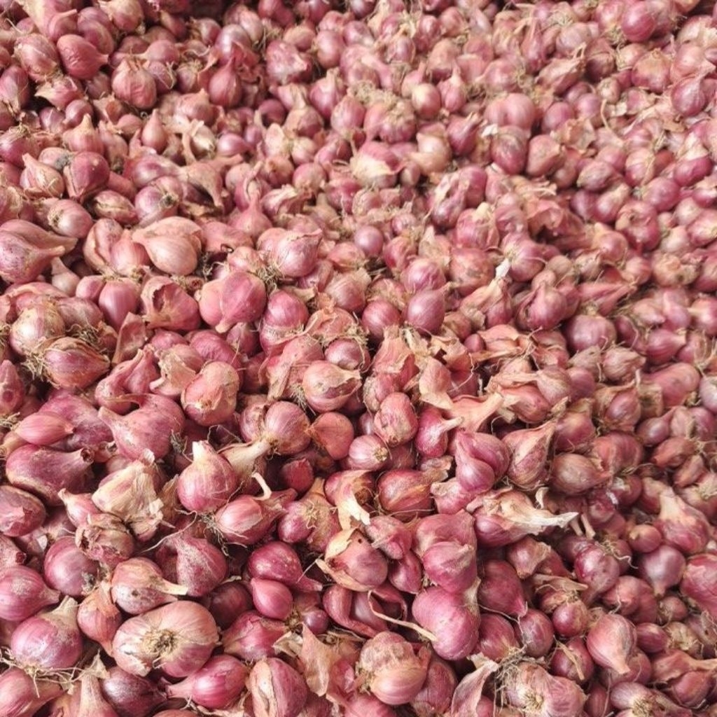 

BAWANG MERAH NGANJUK 1 KG