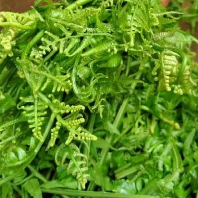 

Sayur Pakis Daun Pakis murah 1kg