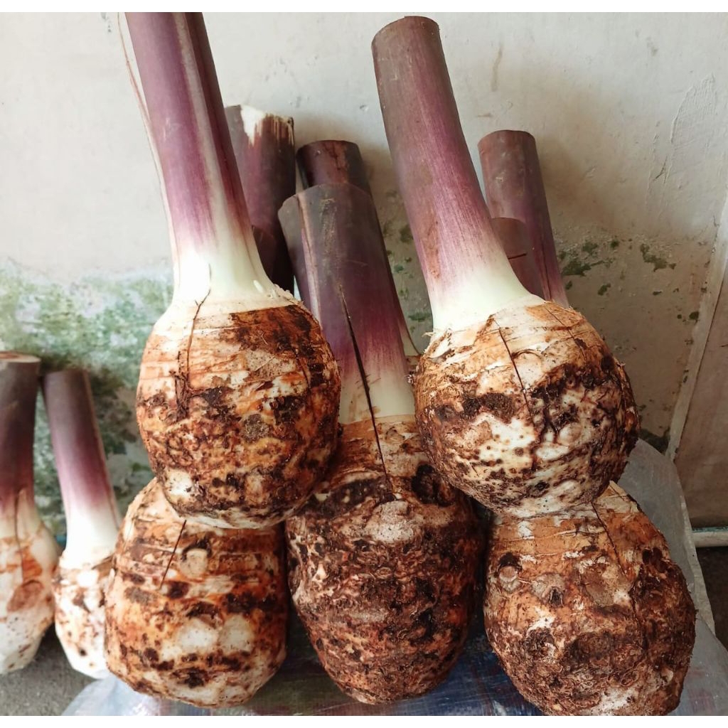 

Talas Bentul super pulen asli Bogor berat 1kg