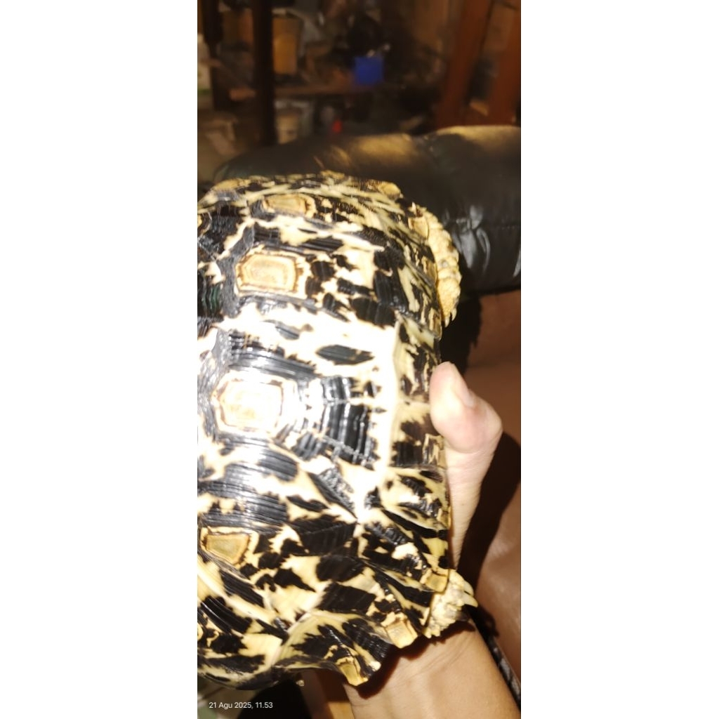 pardalis dan sulcata