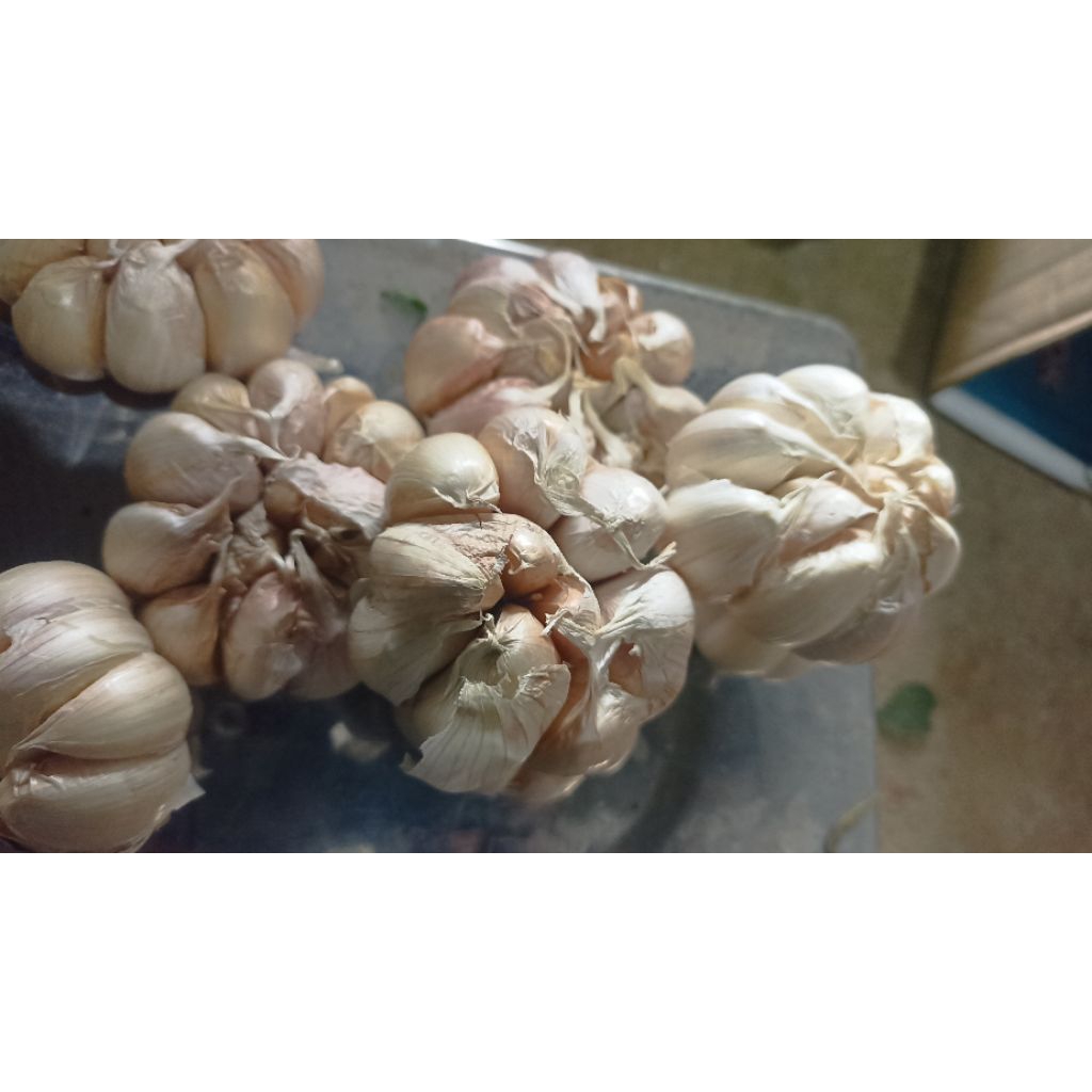 

bawang putih fresh dari petani