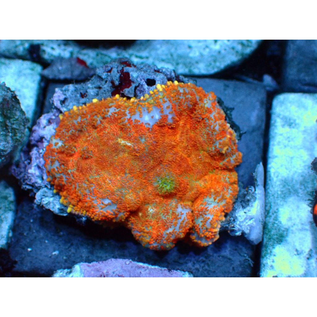 Rodactis Mushroom Orange Reeftank Aquarium Laut