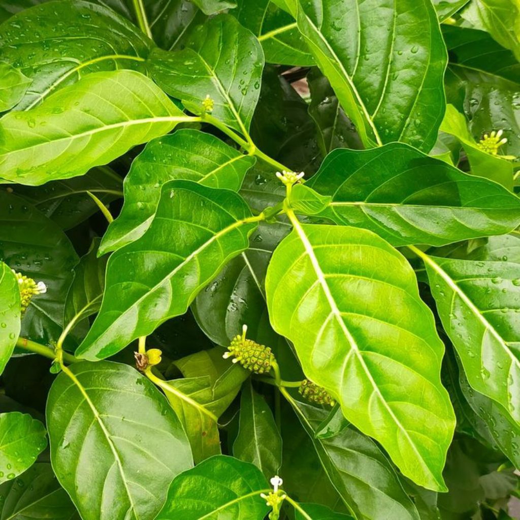 

Daun Mengkudu Herbal Per Lembar Termurah Bisa COD