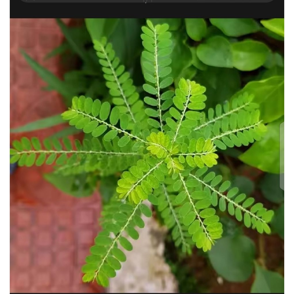 

DAUN MENIRAN SEGAR 20 POHON