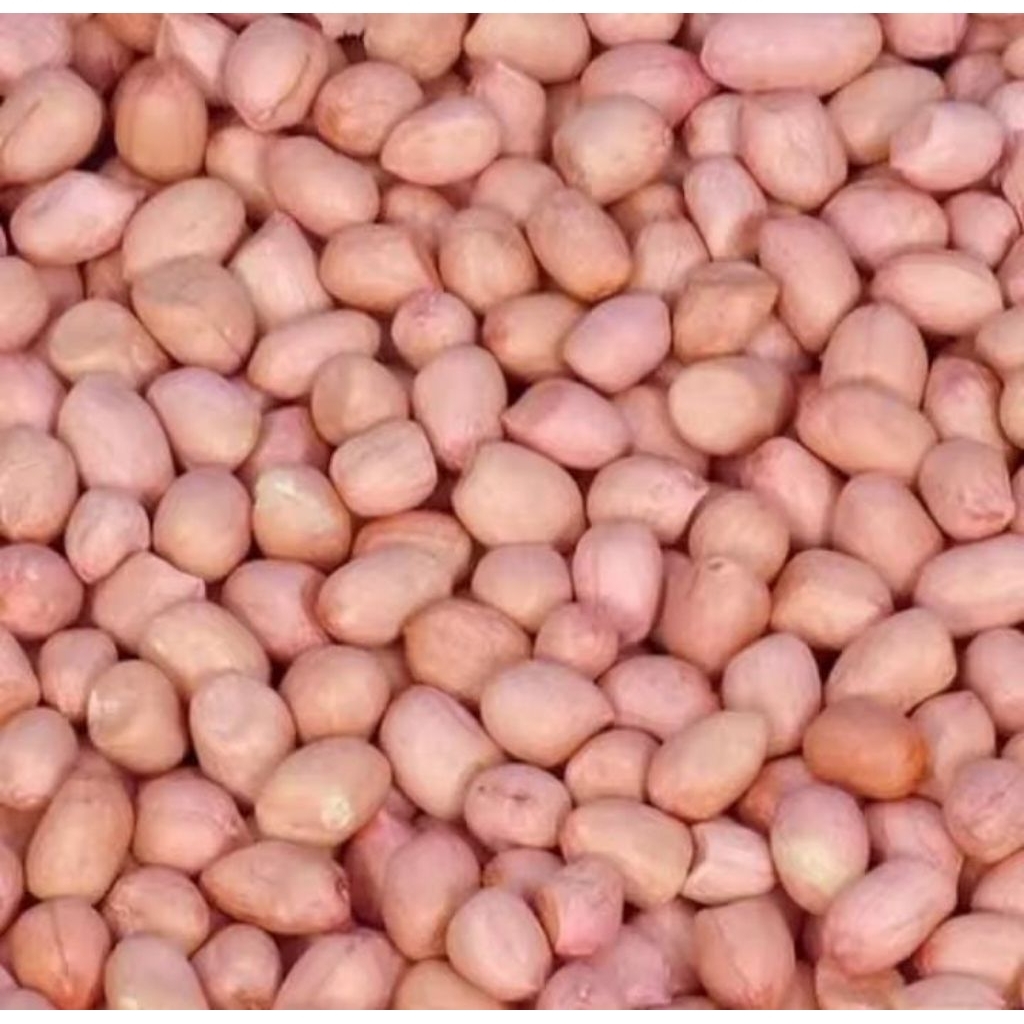 

Kacang kulit tanah mentah-kacang tanah kiloan-kacang tanah murah berkualitas