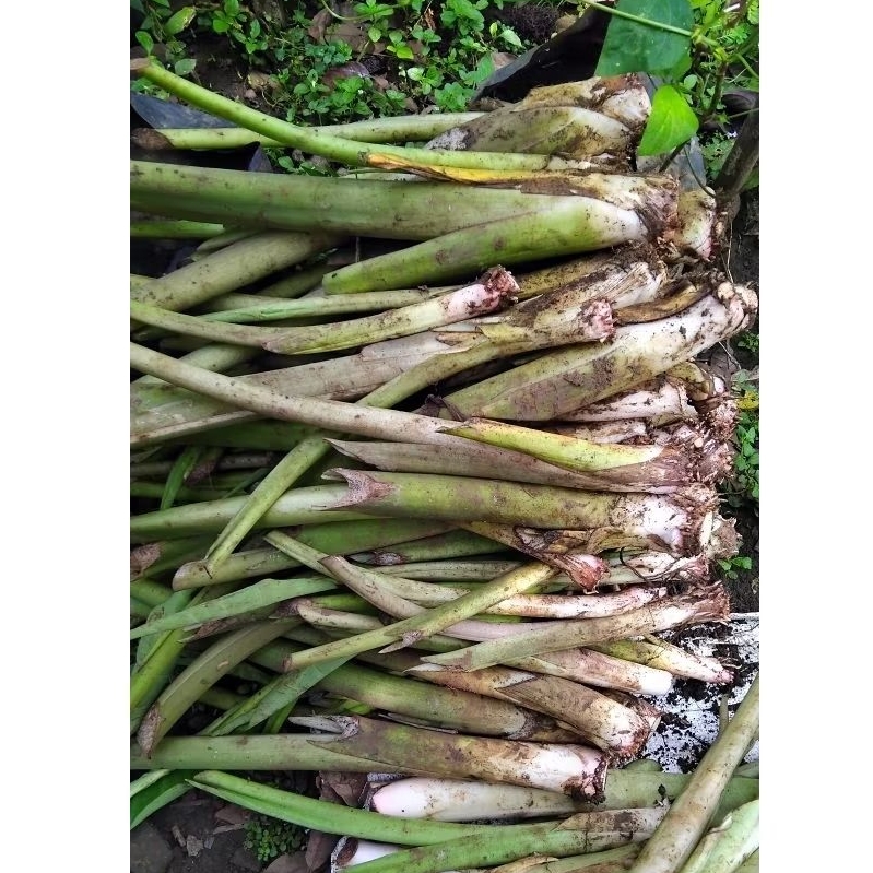 bibit jumbo talas pratama 2 / talas bogor / talas berlian siap tanam