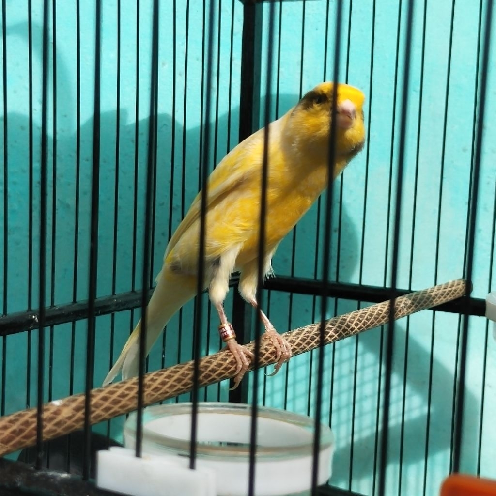 kenari af muda umur 12bln bahan gantang tinggal poles