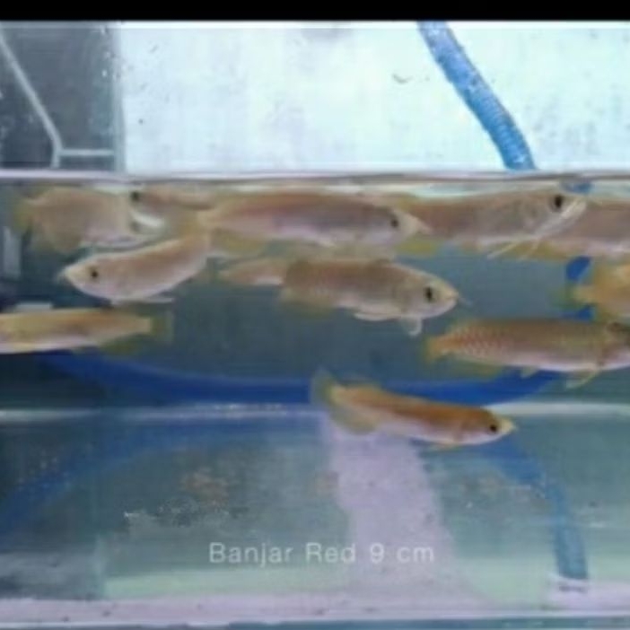 

B4njar Red ±9cm lengkap