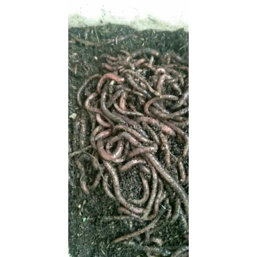 cacing Kalung  hidup umpang gacor 1kg