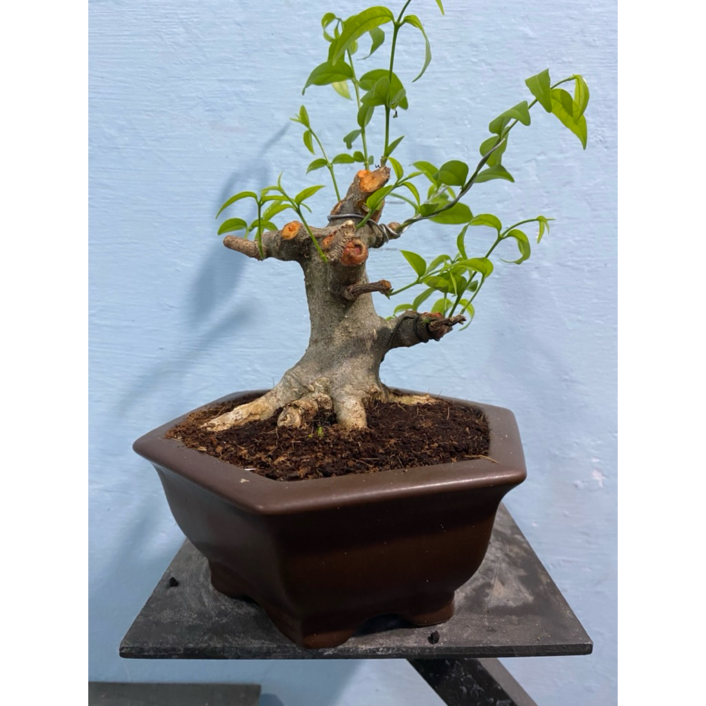 bonsai anting putri mame