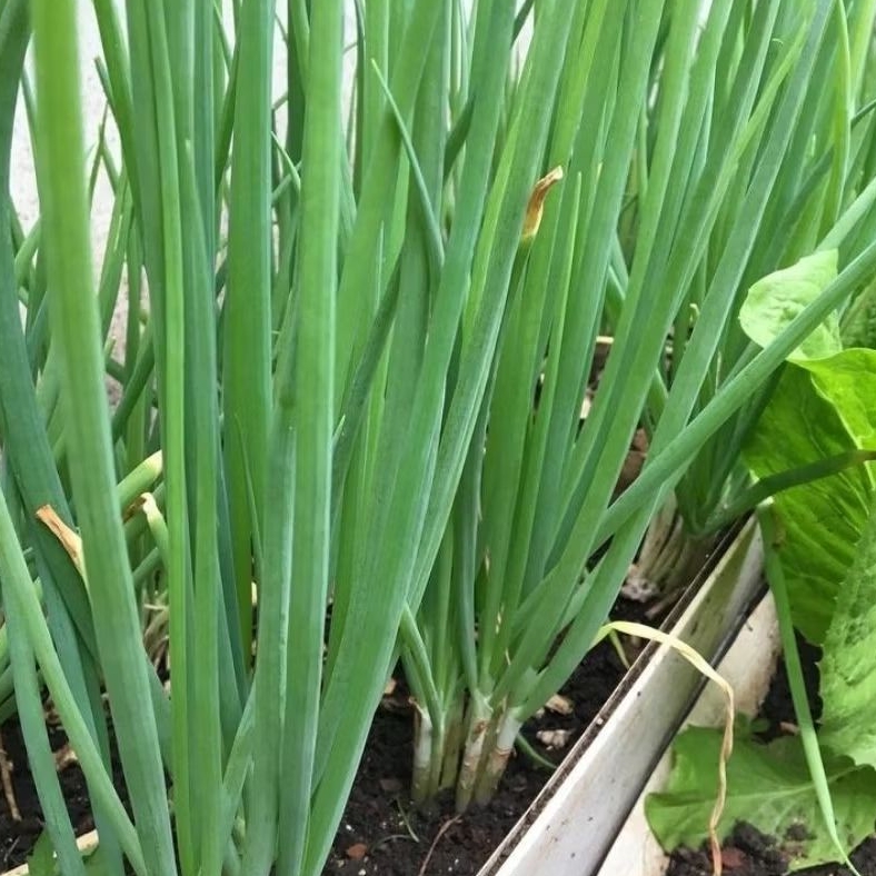 

Daun bawang sayur berat 100 gram