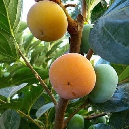 Bibit Tanaman Buah Kesemek Cangkok