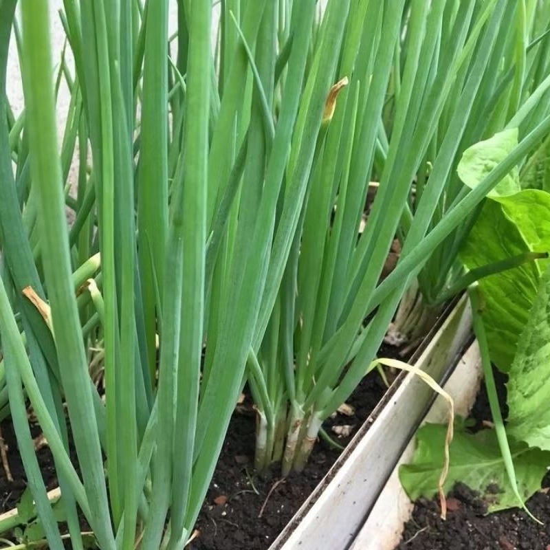 

tanaman bibit daun bawang sayur segar per 1 ikat