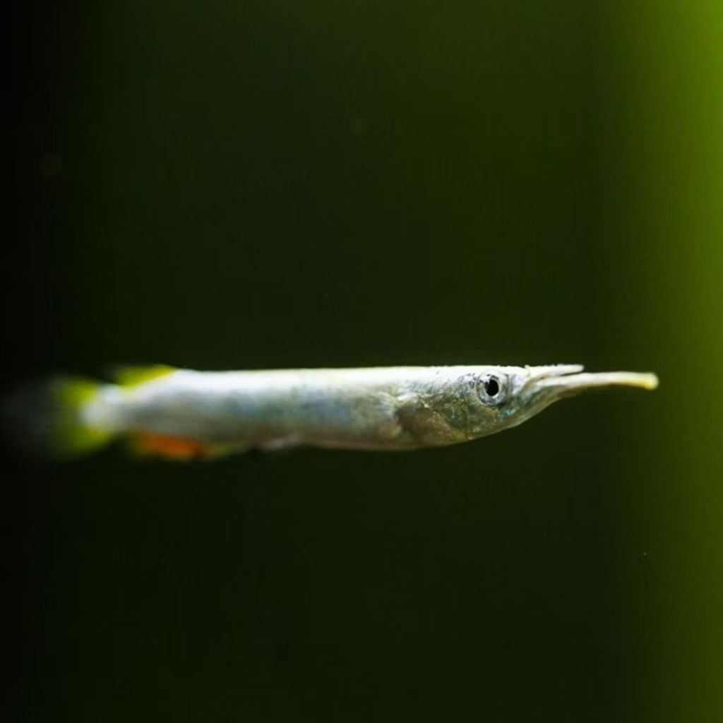 

Julung Julung Ikan Hias Aquascape