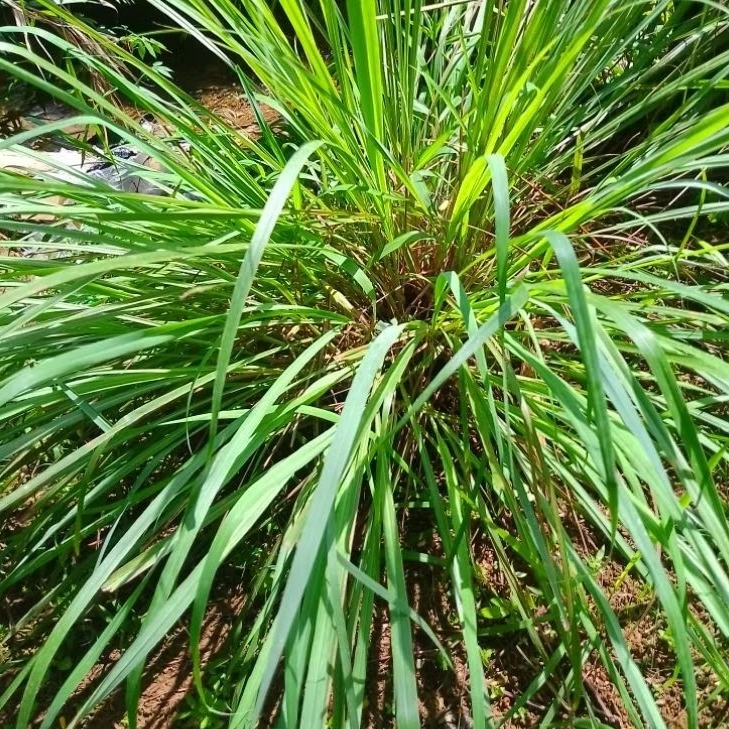 

perbibit tanaman sereh bumbu dapur super