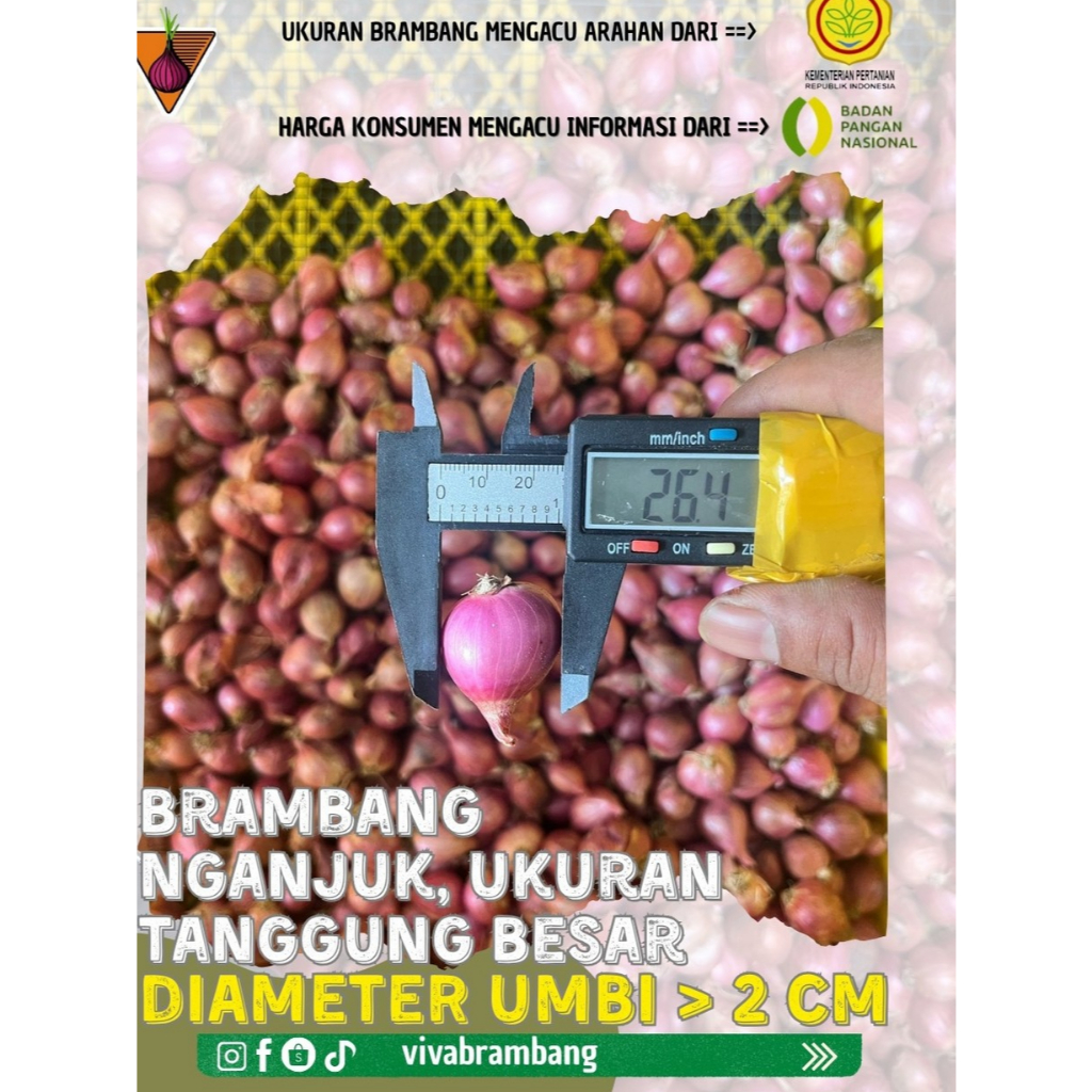 

Bawang Merah Nganjuk Kering Murah Tanggung Besar Pupuk Organik