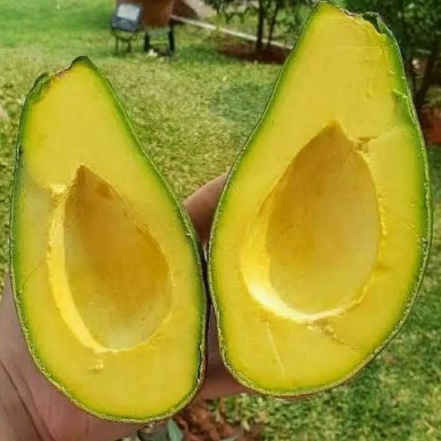 

Alpukat mentega 1 kg bergaransi