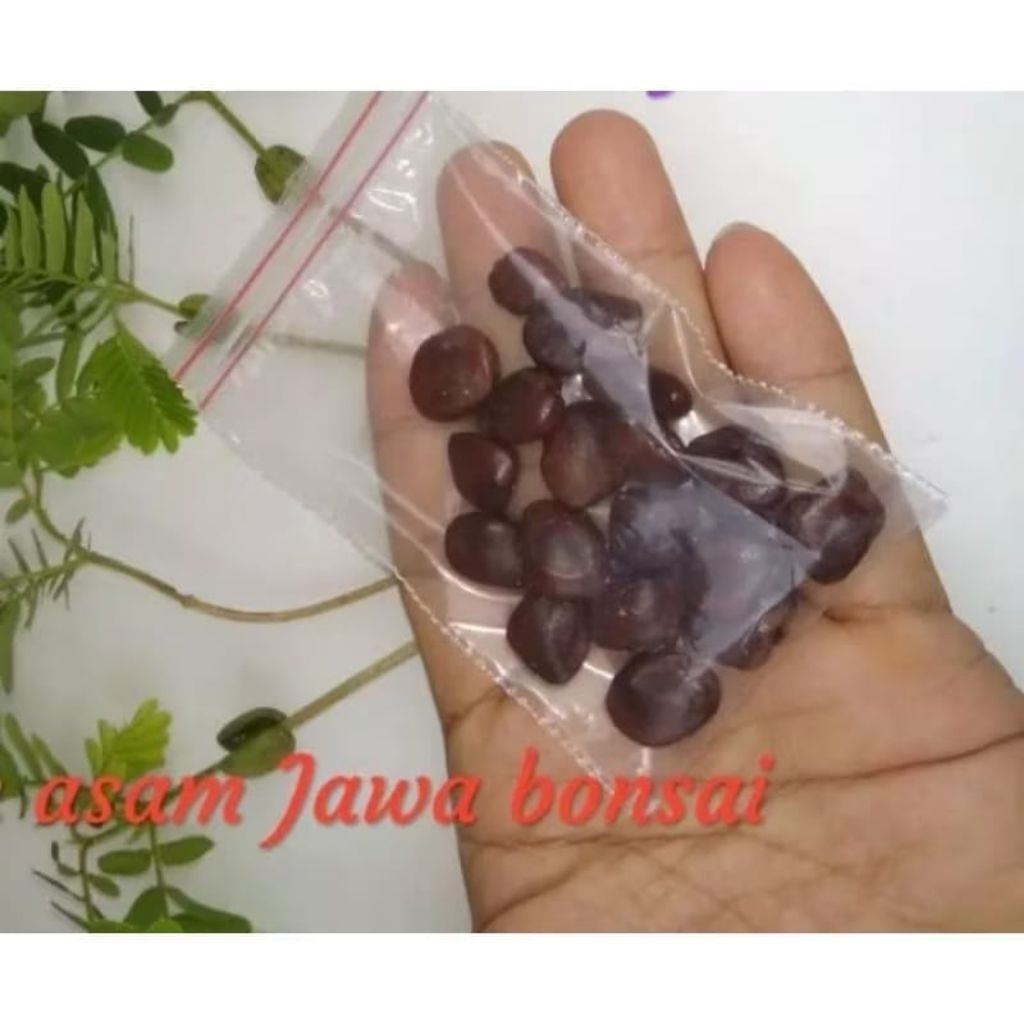 Benih Asam Bonsai isi 3 Biji Pohon Asem Jawa