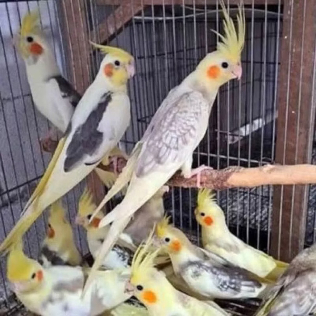 Burung Cockatiel Falk Parkit Australia Bon Kuning