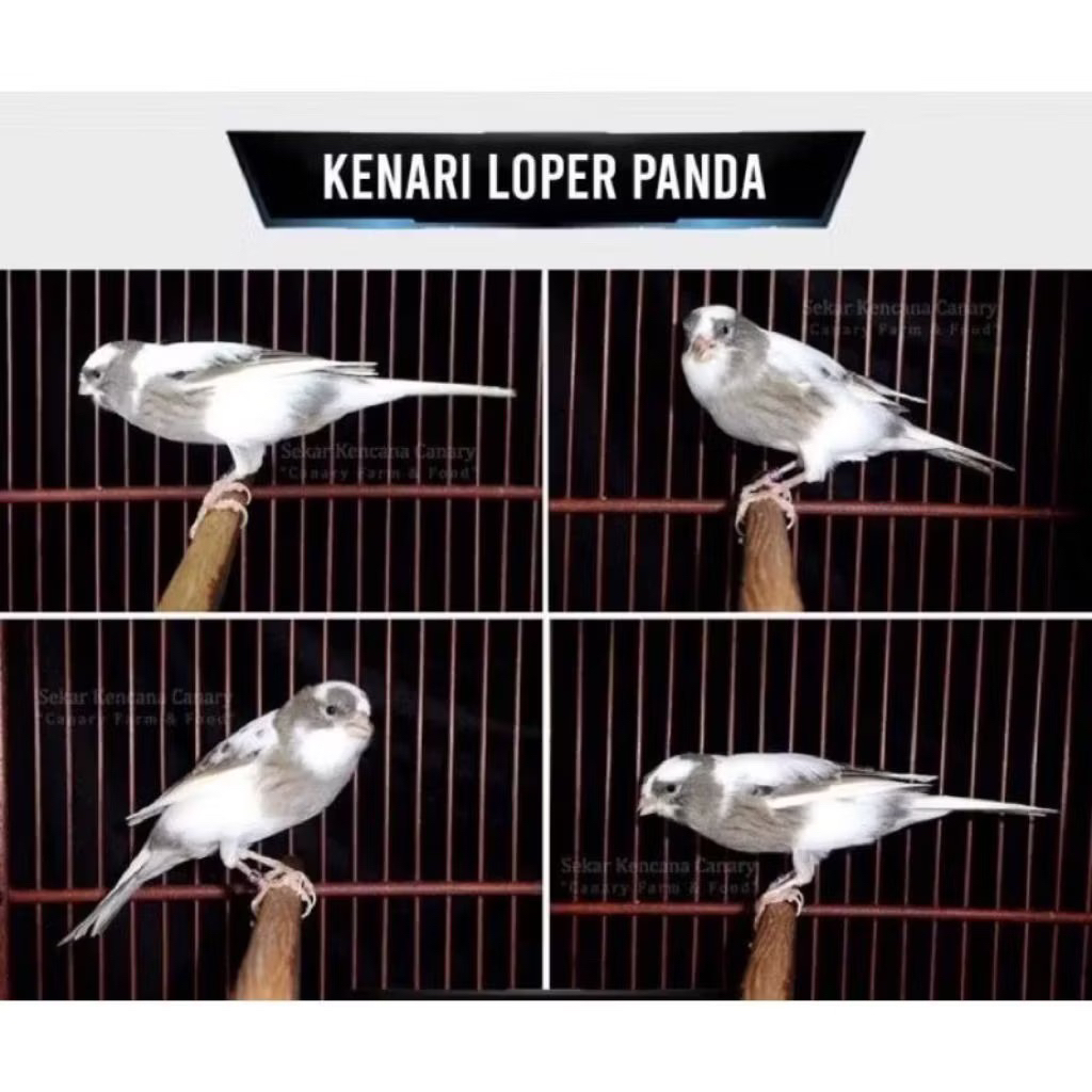 kenari loper panda pilihan jantan super