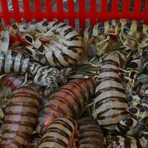 Udang Ronggeng Hidup Live 1Kg Udang Ronggeng Segar Jenis Zebra