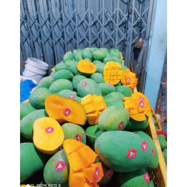 

mangga harum maniis / gadung bisa request ukuran muda atau matang