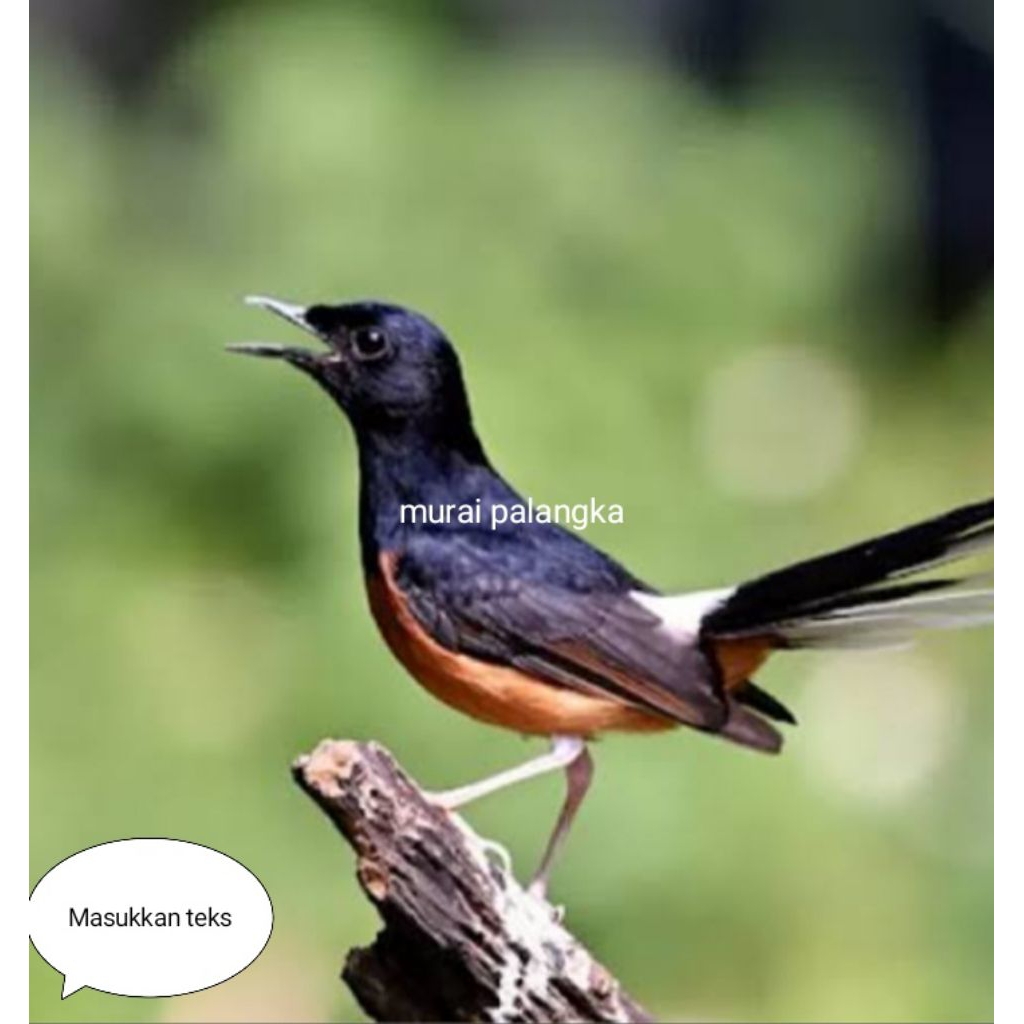 murai palangka mulus jantan pilihan