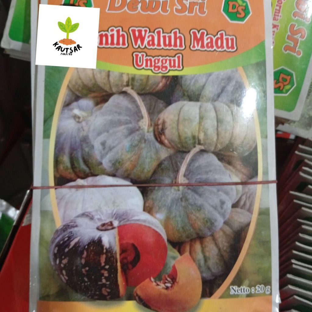 benih waluh madu unggul 20 gram bersertifikat