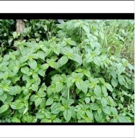 

Daun poh pohan,250gram segar