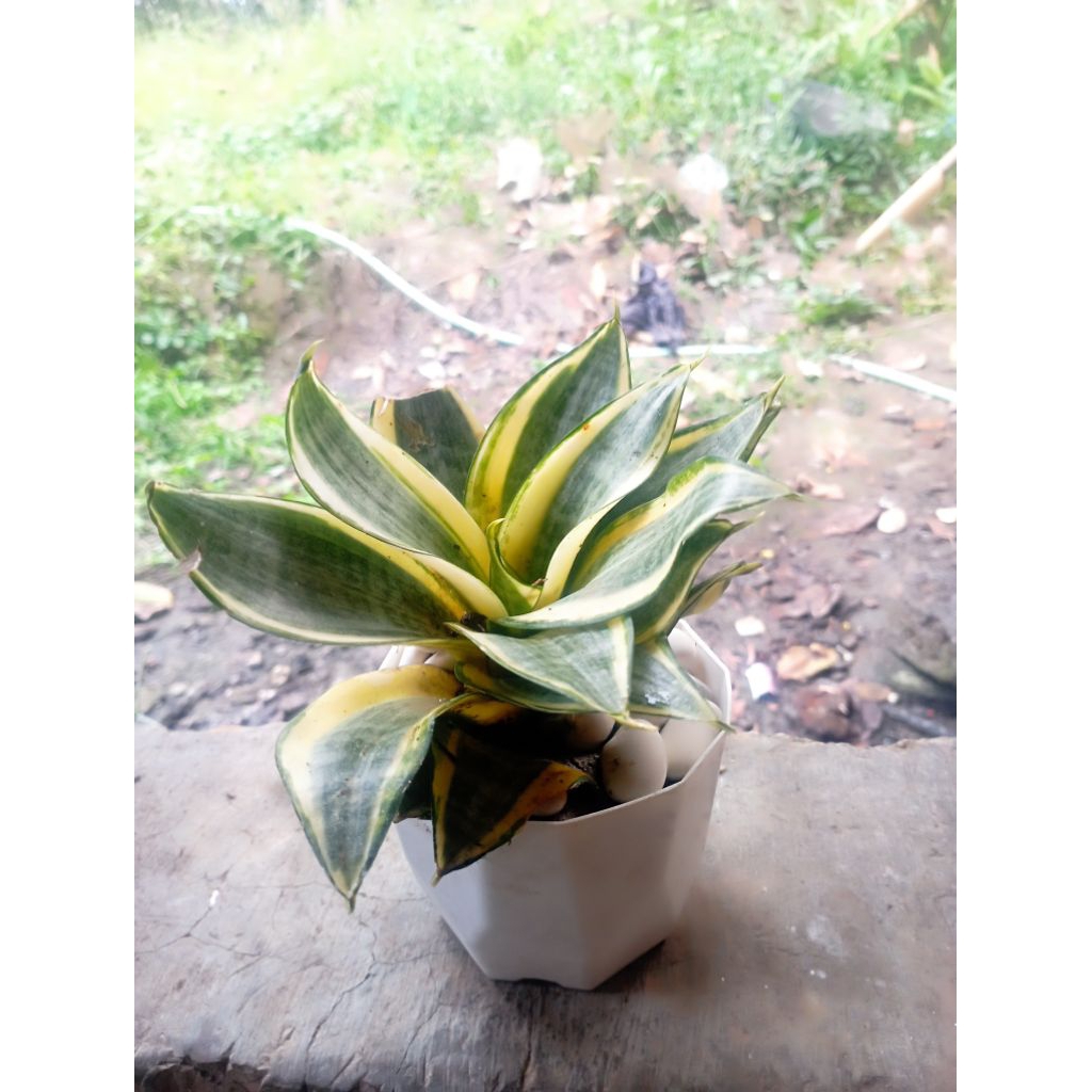 paket lengkap lidah mertua mini golden