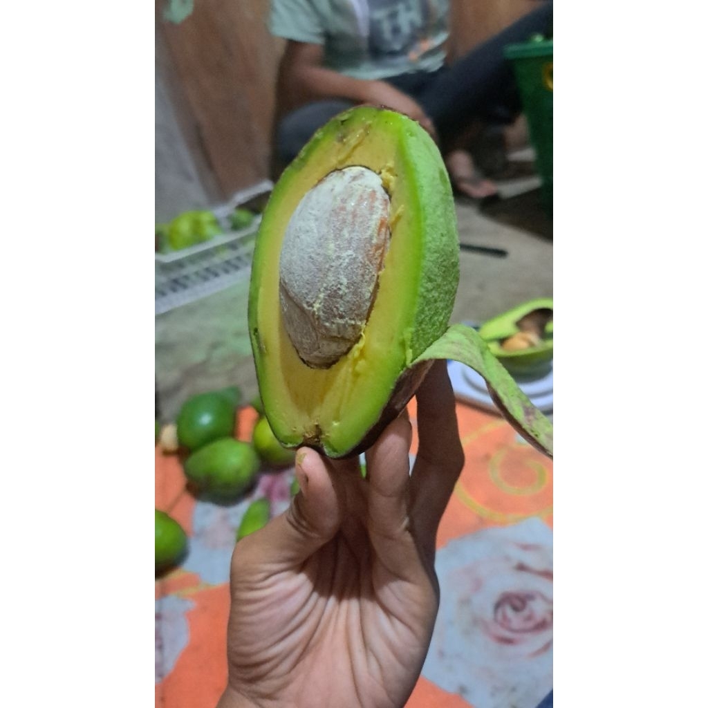 

ALPUKAT MENTEGA iai 4 dan 5 Boyolali || GARANSI