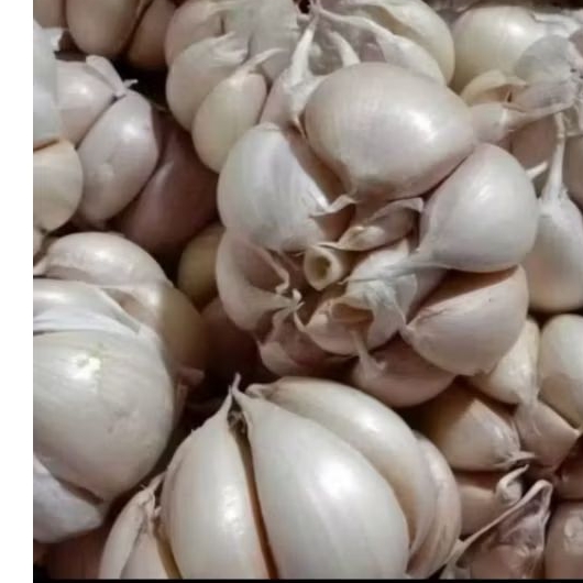 

bawang putih apel super kemasan 100gr