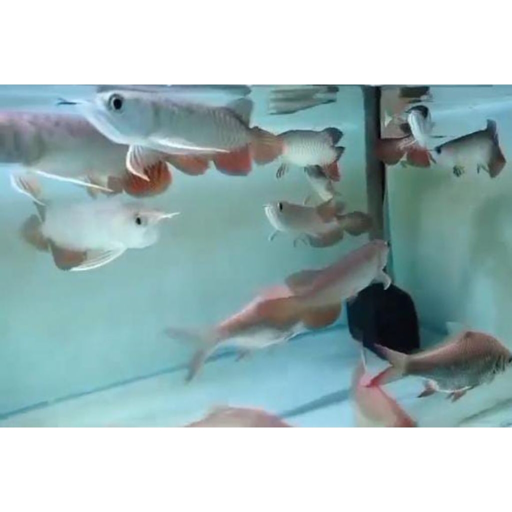 Arwana Golden Red 13-14cm + box