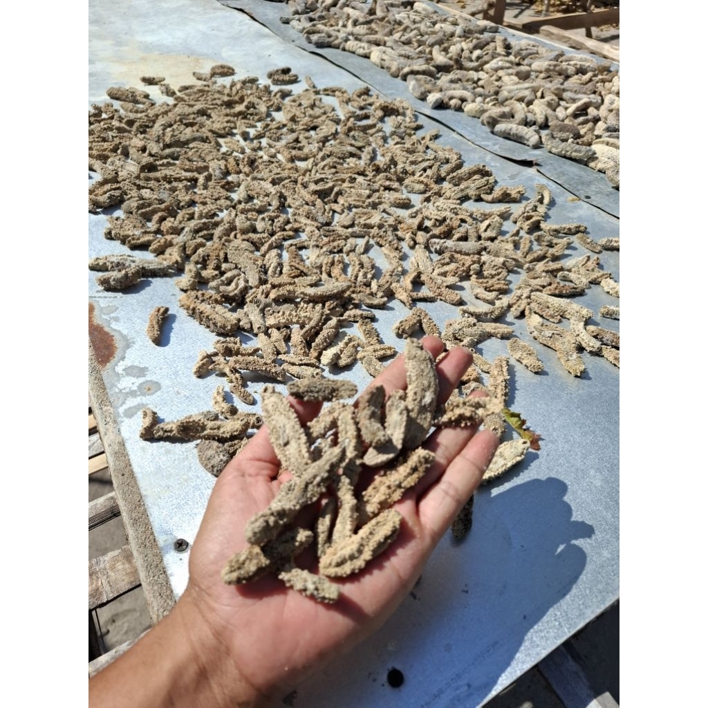 Teripang Gamat batu super kering gamat murah langsung dari nelayan berbagai ukuran /kg