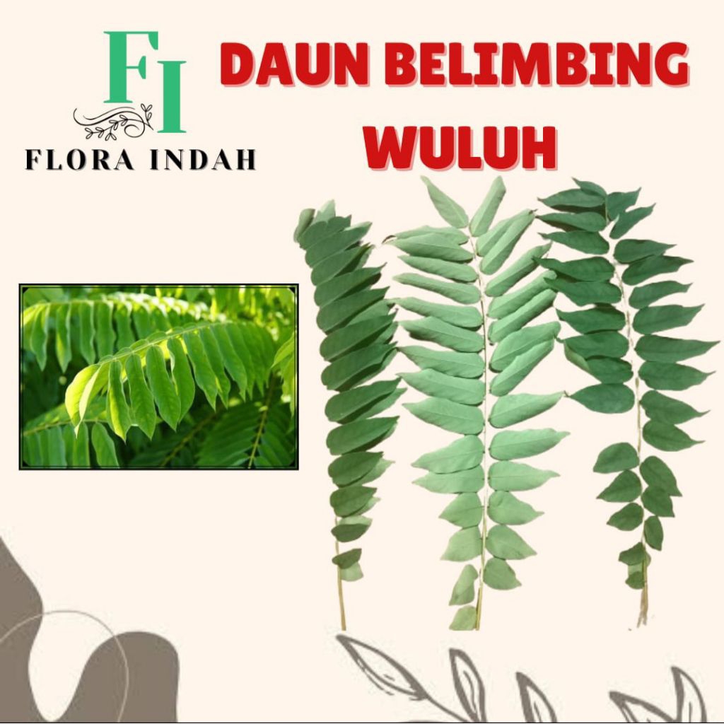 

DAUN BELIMBING WULUH PERHELAI PERTANGKAI SEGAR HERBAL PETIK SAAT ADA ORDER