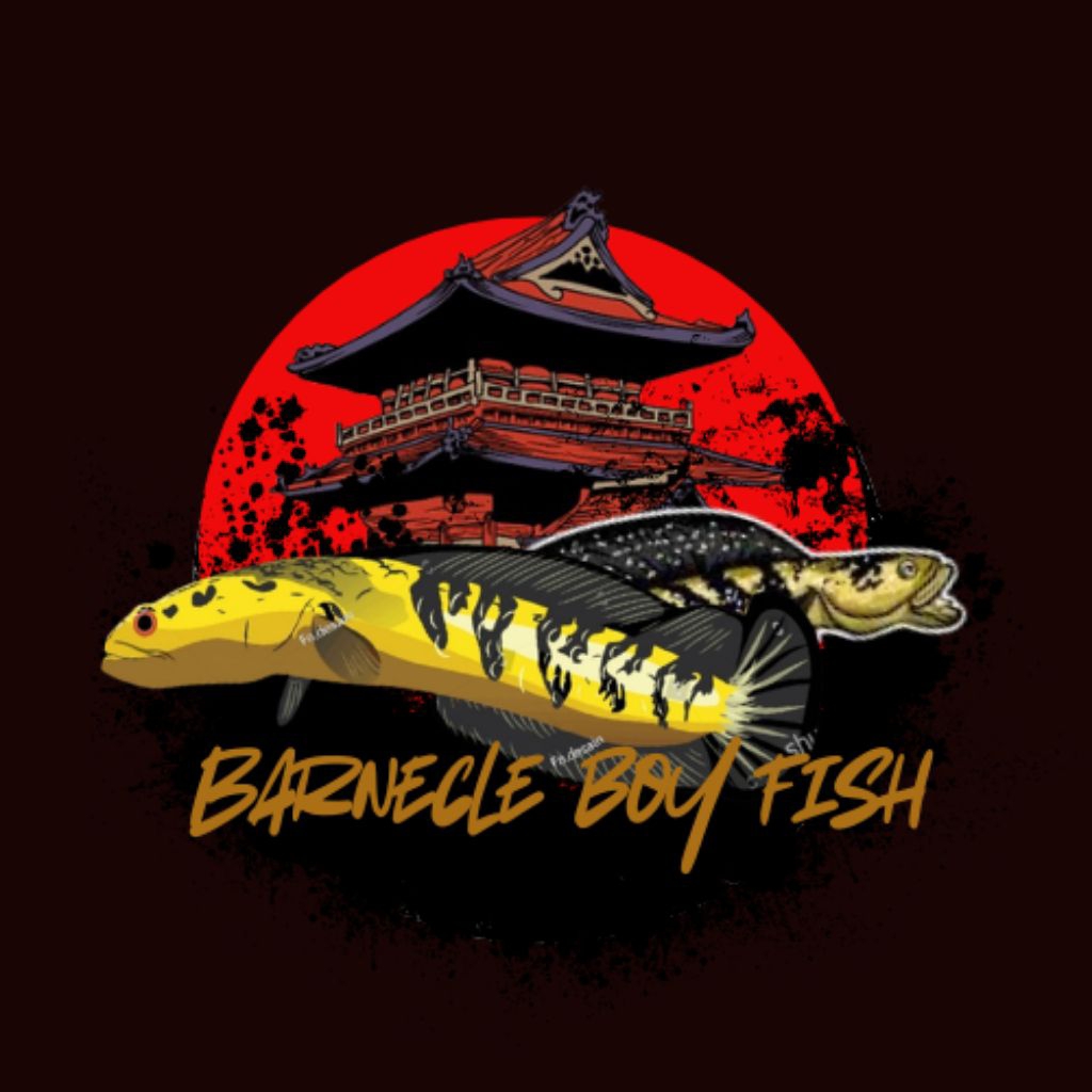 barnecle limbata [baby 2-5cm]