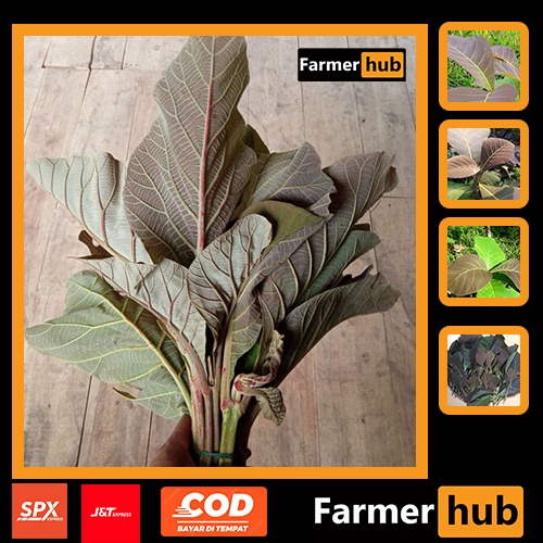

Promo Daun Jati segar 500 gram pucuk herbal alami farmer hub