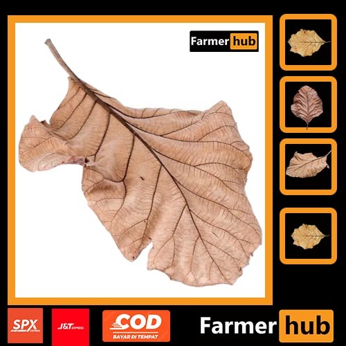 

Promo Daun Jati kering 500 gram pucuk herbal alami Farmer Hub