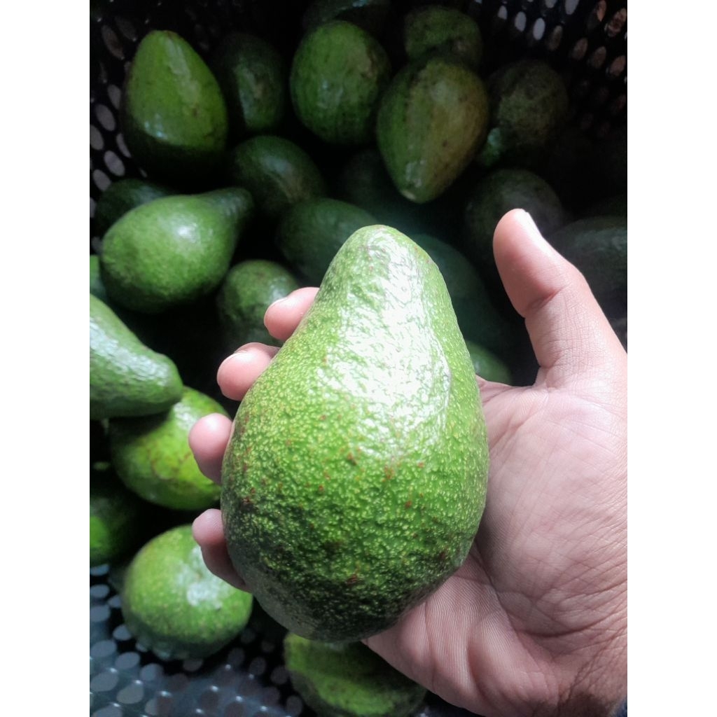 

ALPUKAT MENTEGA 1KG 3-5 Buah